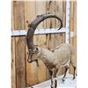 Image 8 : Siberian Ibex Full Body Taxidermy Mount