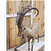 Image 9 : Siberian Ibex Full Body Taxidermy Mount