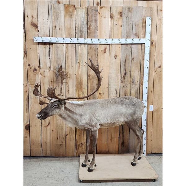 Caribou Full Body Taxidermy Mount