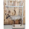 Image 1 : Caribou Full Body Taxidermy Mount