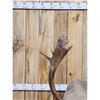 Image 5 : Caribou Full Body Taxidermy Mount