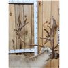 Image 8 : Caribou Full Body Taxidermy Mount