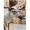 Image 9 : Caribou Full Body Taxidermy Mount