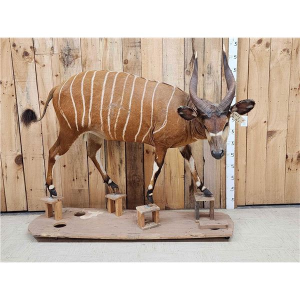 African Bongo Antelope Full Body Taxidermy Mount