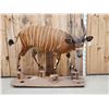 Image 1 : African Bongo Antelope Full Body Taxidermy Mount