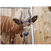 Image 2 : African Bongo Antelope Full Body Taxidermy Mount