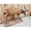 Image 3 : African Bongo Antelope Full Body Taxidermy Mount