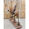 Image 4 : African Bongo Antelope Full Body Taxidermy Mount