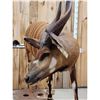 Image 5 : African Bongo Antelope Full Body Taxidermy Mount