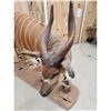 Image 6 : African Bongo Antelope Full Body Taxidermy Mount