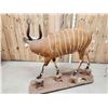 Image 7 : African Bongo Antelope Full Body Taxidermy Mount