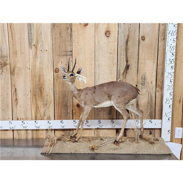 African Steinbok Full Body Taxidermy Mount