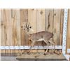 Image 1 : African Steinbok Full Body Taxidermy Mount