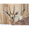 Image 3 : African Steinbok Full Body Taxidermy Mount