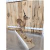 Image 5 : African Steinbok Full Body Taxidermy Mount
