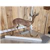 Image 6 : African Steinbok Full Body Taxidermy Mount