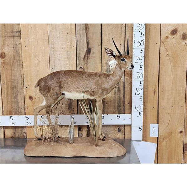 African Steinbok Full Body Taxidermy Mount
