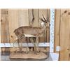 Image 1 : African Steinbok Full Body Taxidermy Mount