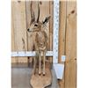 Image 2 : African Steinbok Full Body Taxidermy Mount