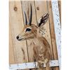 Image 3 : African Steinbok Full Body Taxidermy Mount