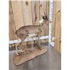 Image 4 : African Steinbok Full Body Taxidermy Mount