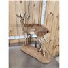Image 5 : African Steinbok Full Body Taxidermy Mount