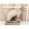 Image 1 : Blonde Phase Black Bear Full Body Taxidermy Mount