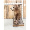 Image 2 : Blonde Phase Black Bear Full Body Taxidermy Mount