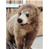 Image 3 : Blonde Phase Black Bear Full Body Taxidermy Mount