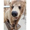 Image 4 : Blonde Phase Black Bear Full Body Taxidermy Mount
