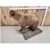 Image 5 : Blonde Phase Black Bear Full Body Taxidermy Mount