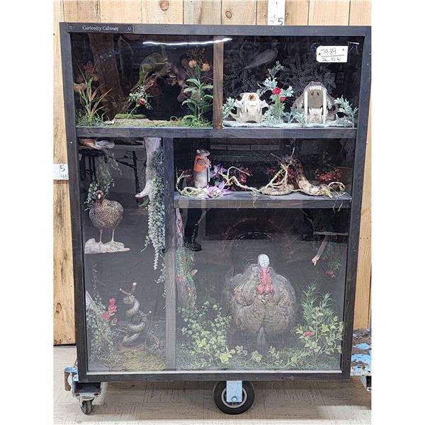 Taxidermy Curiosity Cabinet Includes 11 Taxidermy Mounts