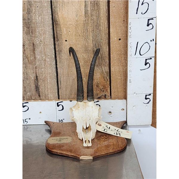 Baltic Chamois Skull Taxidermy