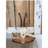 Image 1 : Baltic Chamois Skull Taxidermy