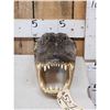 Image 2 : Alligator Head Taxidermy