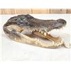 Image 3 : Alligator Head Taxidermy