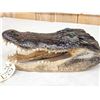 Image 4 : Alligator Head Taxidermy