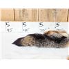 Image 2 : Swift Fox Soft Tanned Fur Taxidermy