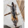 Image 3 : Swift Fox Soft Tanned Fur Taxidermy