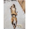Image 4 : Swift Fox Soft Tanned Fur Taxidermy