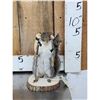 Image 1 : Backpacking Squirrel Full Body Taxidermy Mount