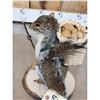 Image 4 : Backpacking Squirrel Full Body Taxidermy Mount