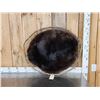 Image 1 : Black Beaver Hoop Taxidermy