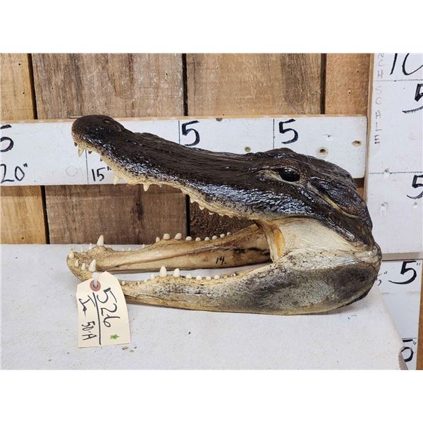 Alligator Head Taxidermy Mount