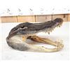 Image 3 : Alligator Head Taxidermy Mount
