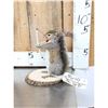 Image 3 : Bow Hunting Squirrel Taxidermy Mount