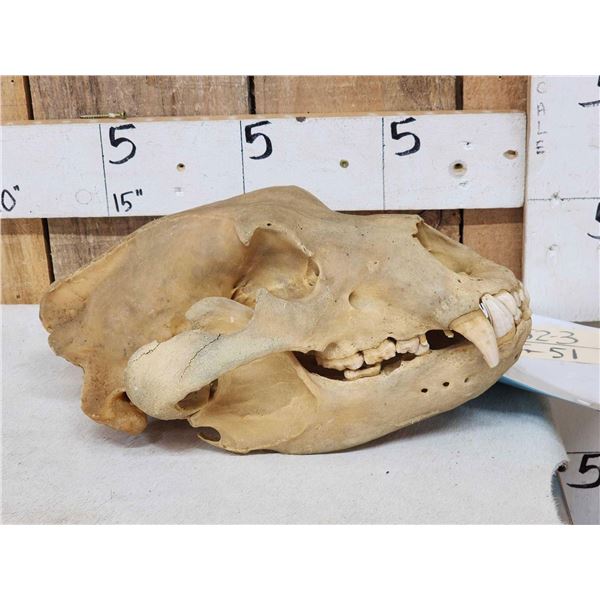 Alaskan Grizzly Bear Skull Taxidermy
