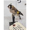 Image 4 : European Gold Finch Bird Taxidermy