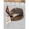 Image 3 : Hedgehog Full Body Taxidermy Mount