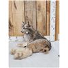 Image 2 : Alaskan Lynx Full Body Taxidermy Mount